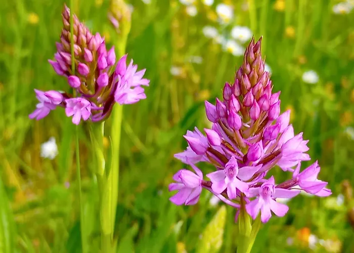 Bed & Breakfast La Petite Maison De Valerie Proche Chateau De La Rode, Du Domaine De Flore Et Du Saint Ferreol Lempaut
