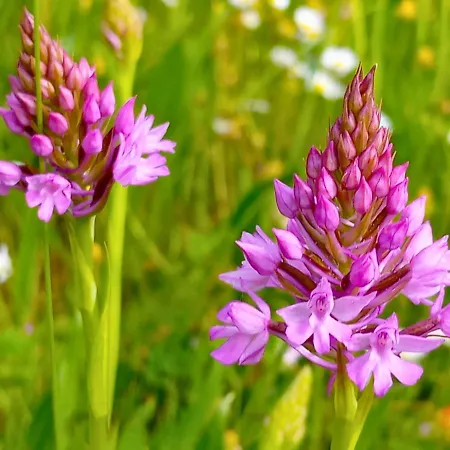Alojamento de Acomodação e Pequeno-almoço La Petite Maison De Valérie Proche Château De La Rode, Du Domaine De Flore Et Du Saint Ferréol Lempaut
