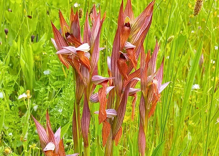 La Petite Maison De Valerie Proche Chateau De La Rode, Du Domaine De Flore Et Du Saint Ferreol ベッド・アンド・ブレックファスト Lempaut